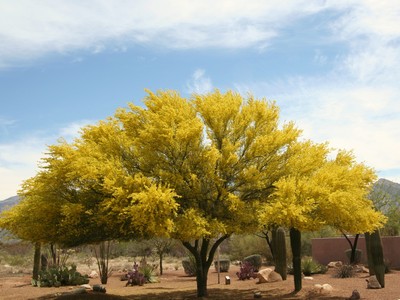 Palo Verde tree